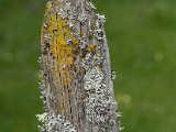Lichens poteau-05.jpg
